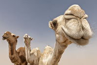 camels