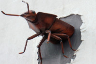 Bug