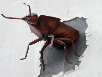 Bug