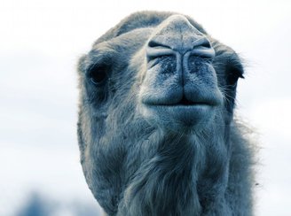 camel