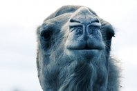 camel